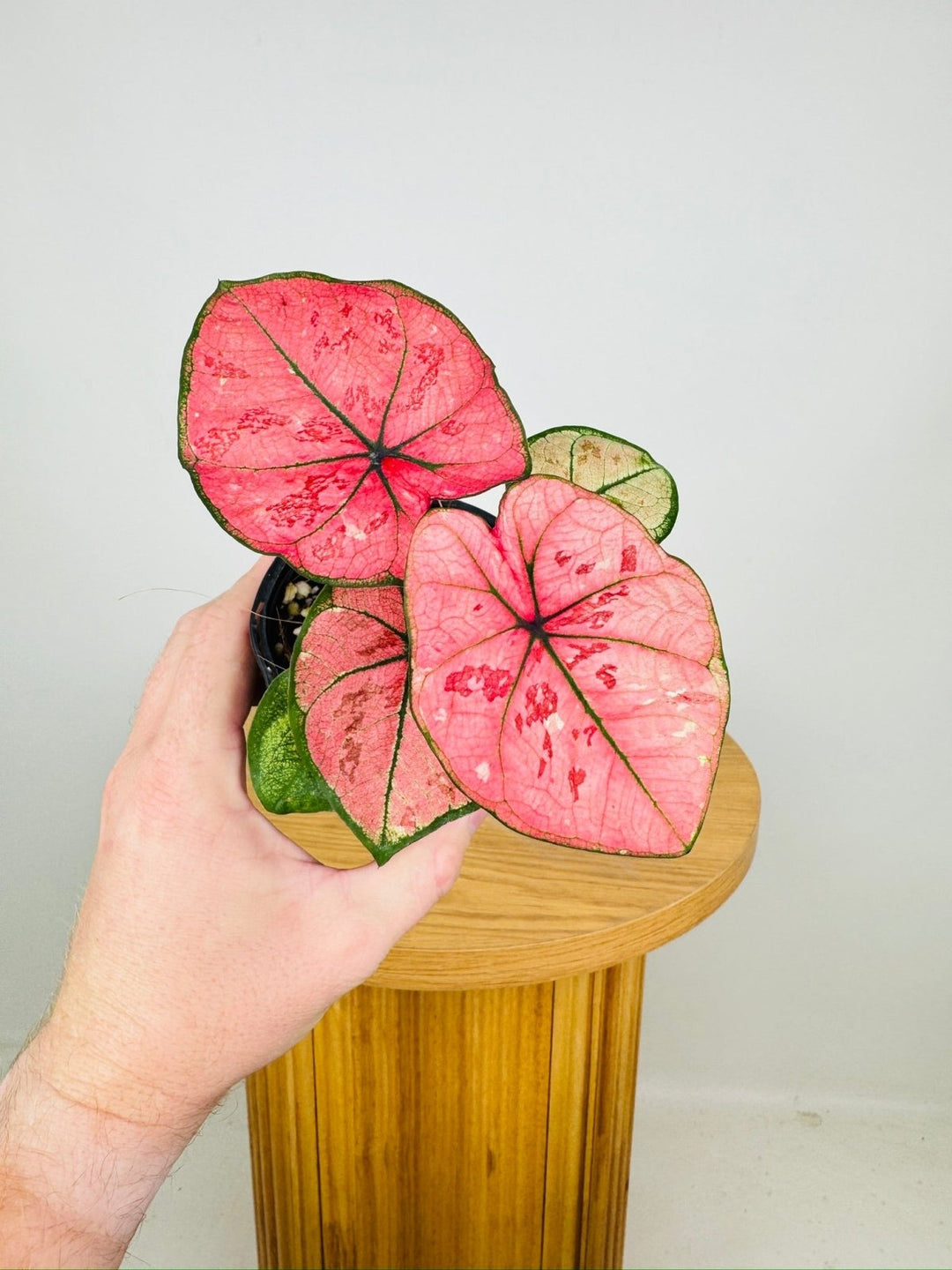 Caladium Bicolor - The Scarlet Girl | Uprooted