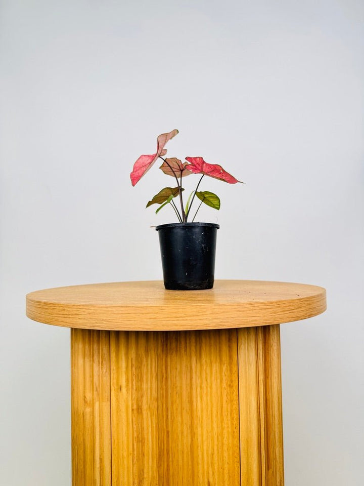 Caladium Bicolor - The Scarlet Girl | Uprooted