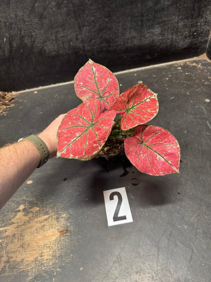 Caladium Bicolor - WYSIWYG | Uprooted