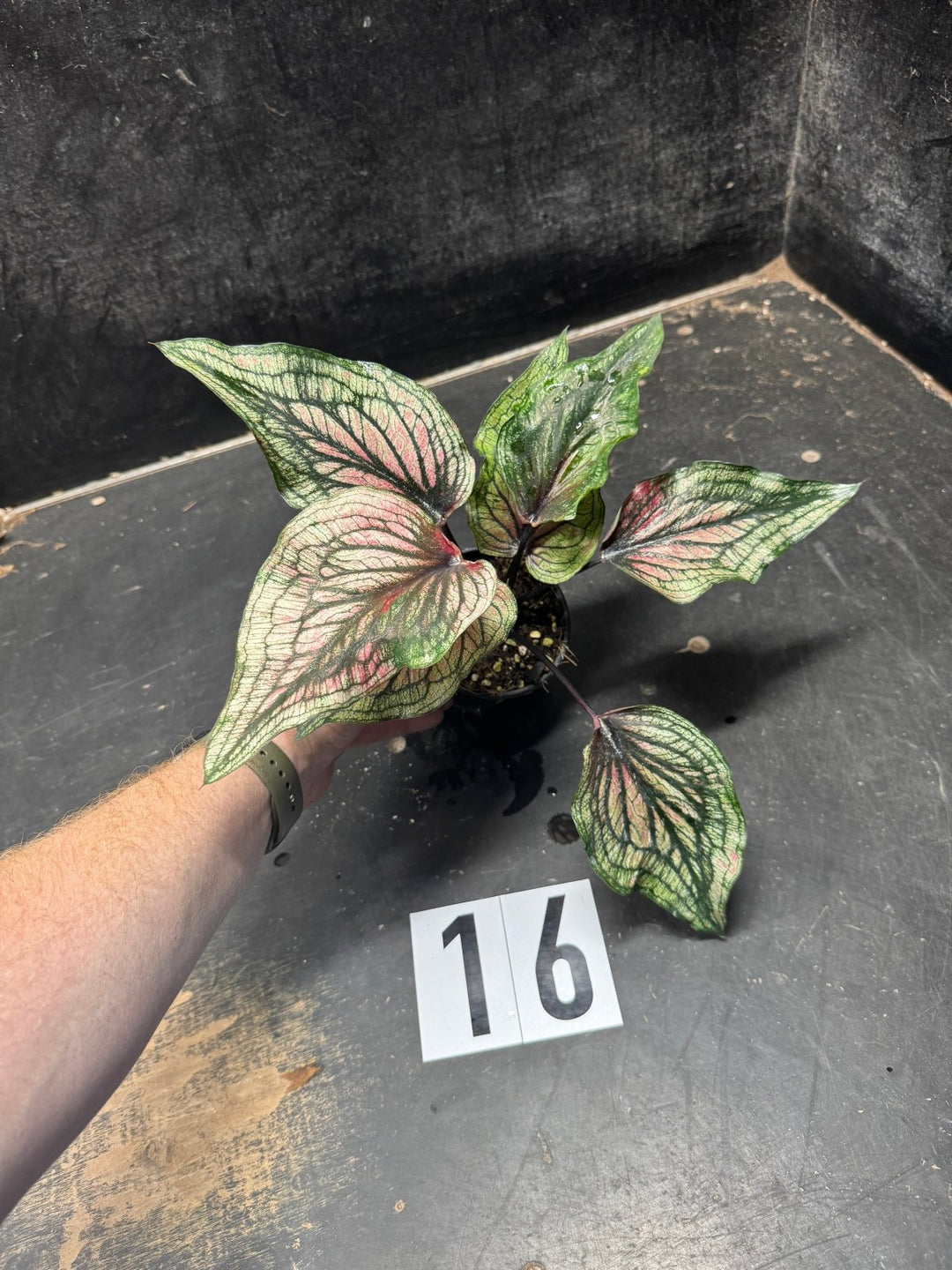 Caladium Bicolor - WYSIWYG | Uprooted