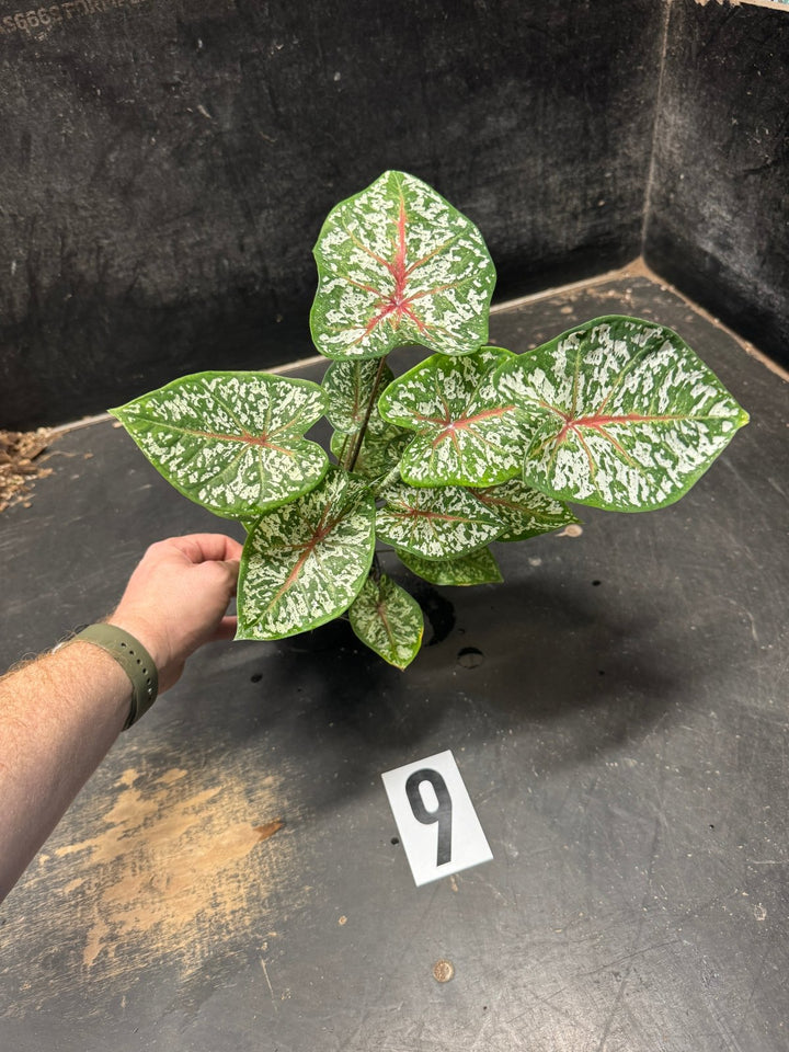 Caladium Bicolor - WYSIWYG | Uprooted