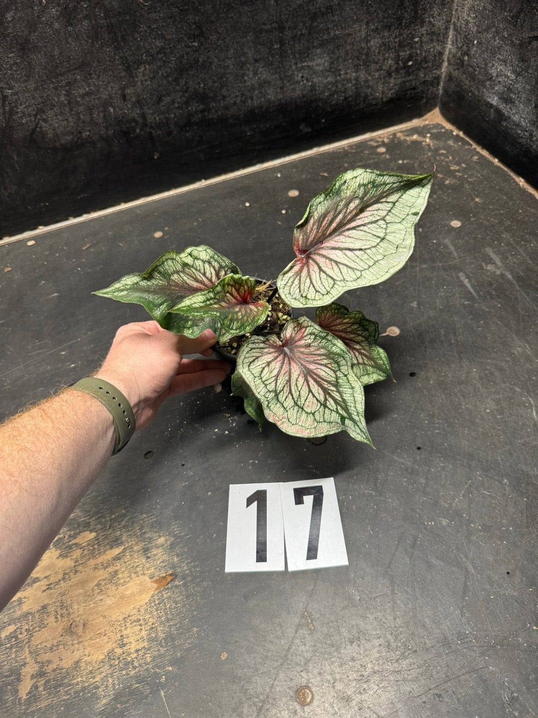 Caladium Bicolor - WYSIWYG | Uprooted