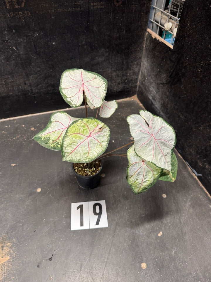 Caladium Bicolor - WYSIWYG | Uprooted