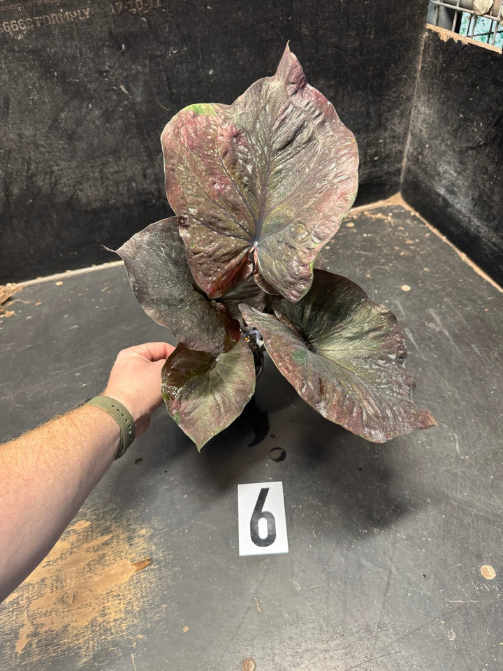 Caladium Bicolor - WYSIWYG | Uprooted