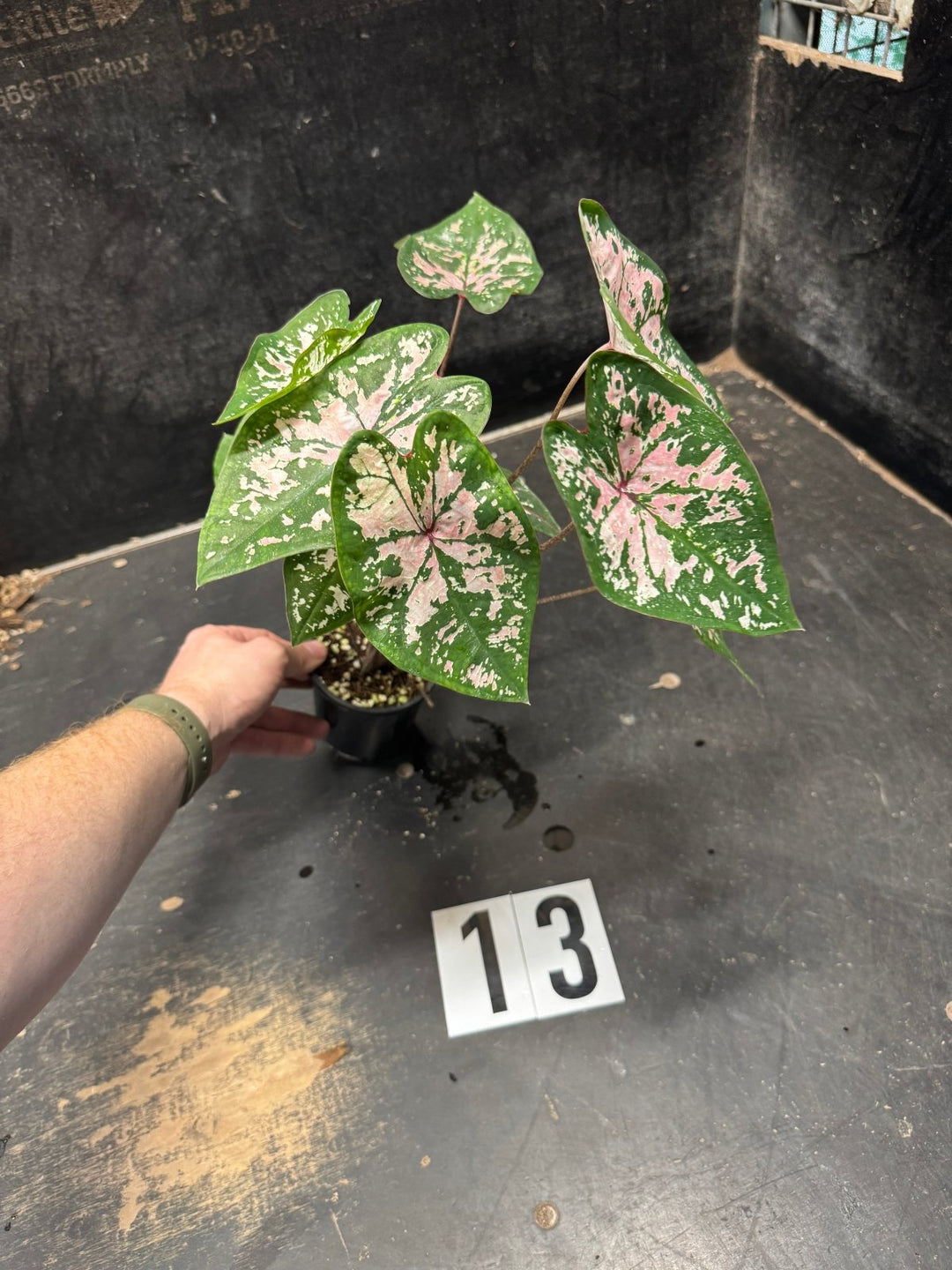 Caladium Bicolor - WYSIWYG | Uprooted