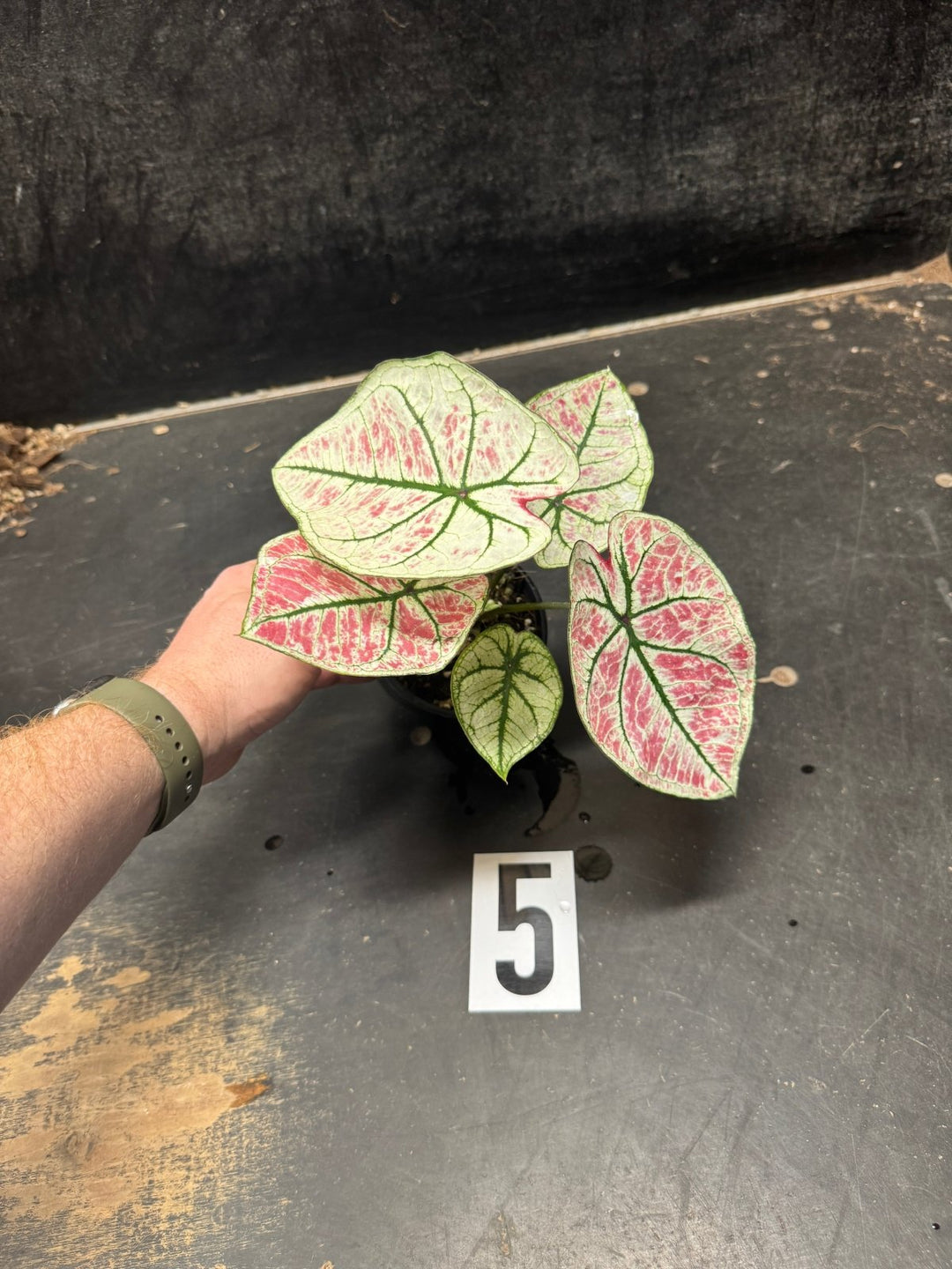 Caladium Bicolor - WYSIWYG | Uprooted