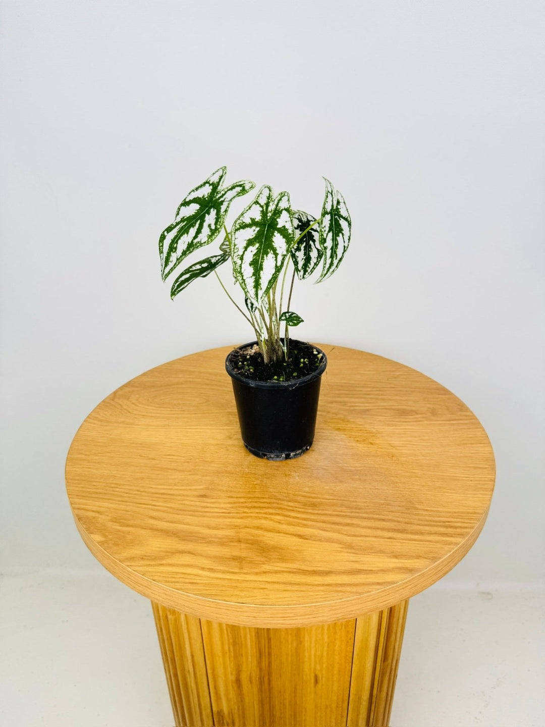 Caladium Humboldtii | Uprooted