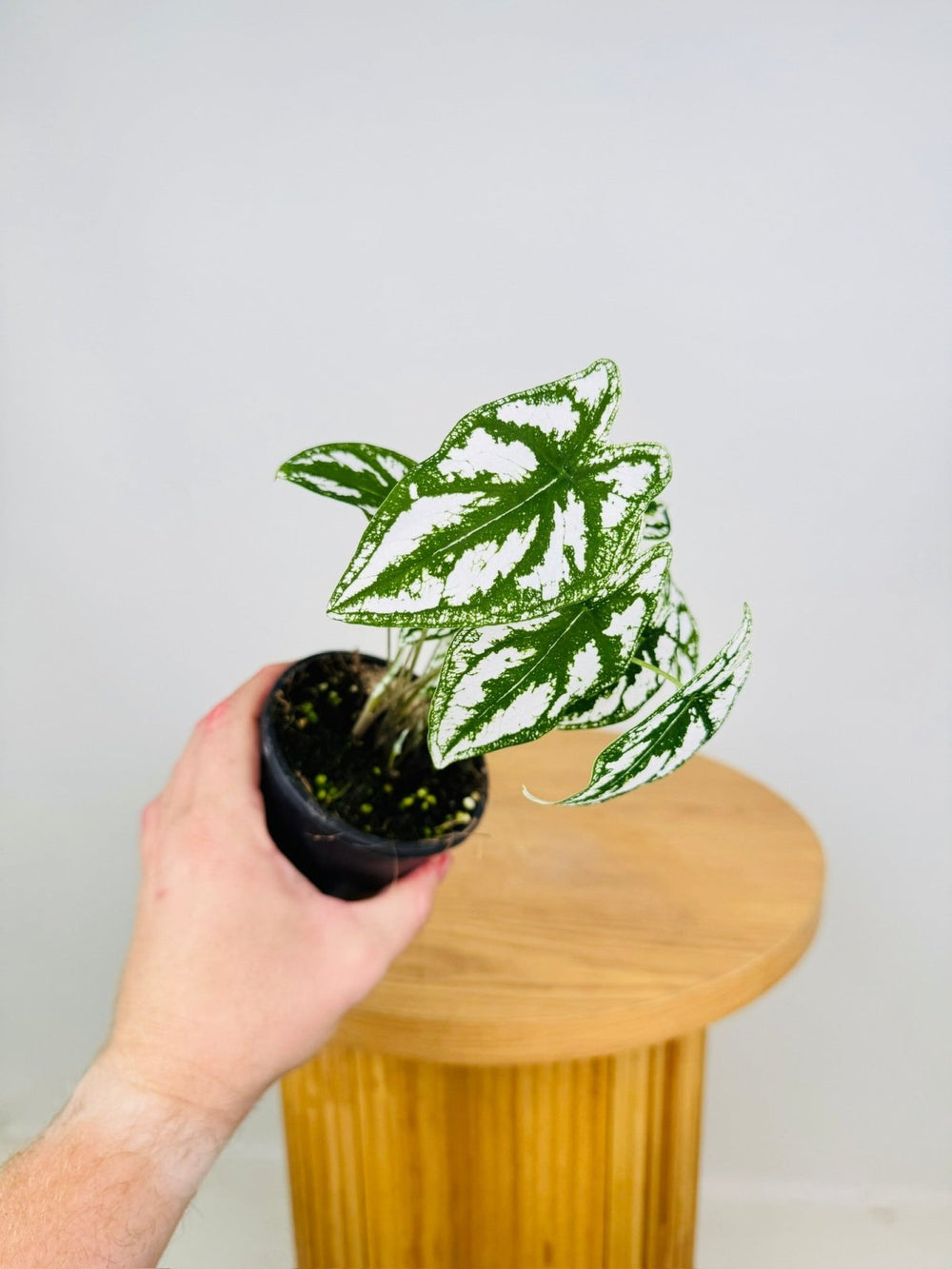 Caladium Humboldtii | Uprooted