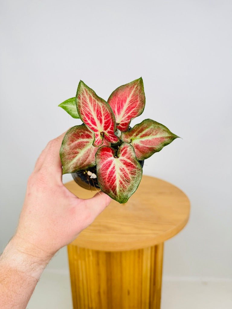 Caladium Rich of Thai | Uprooted