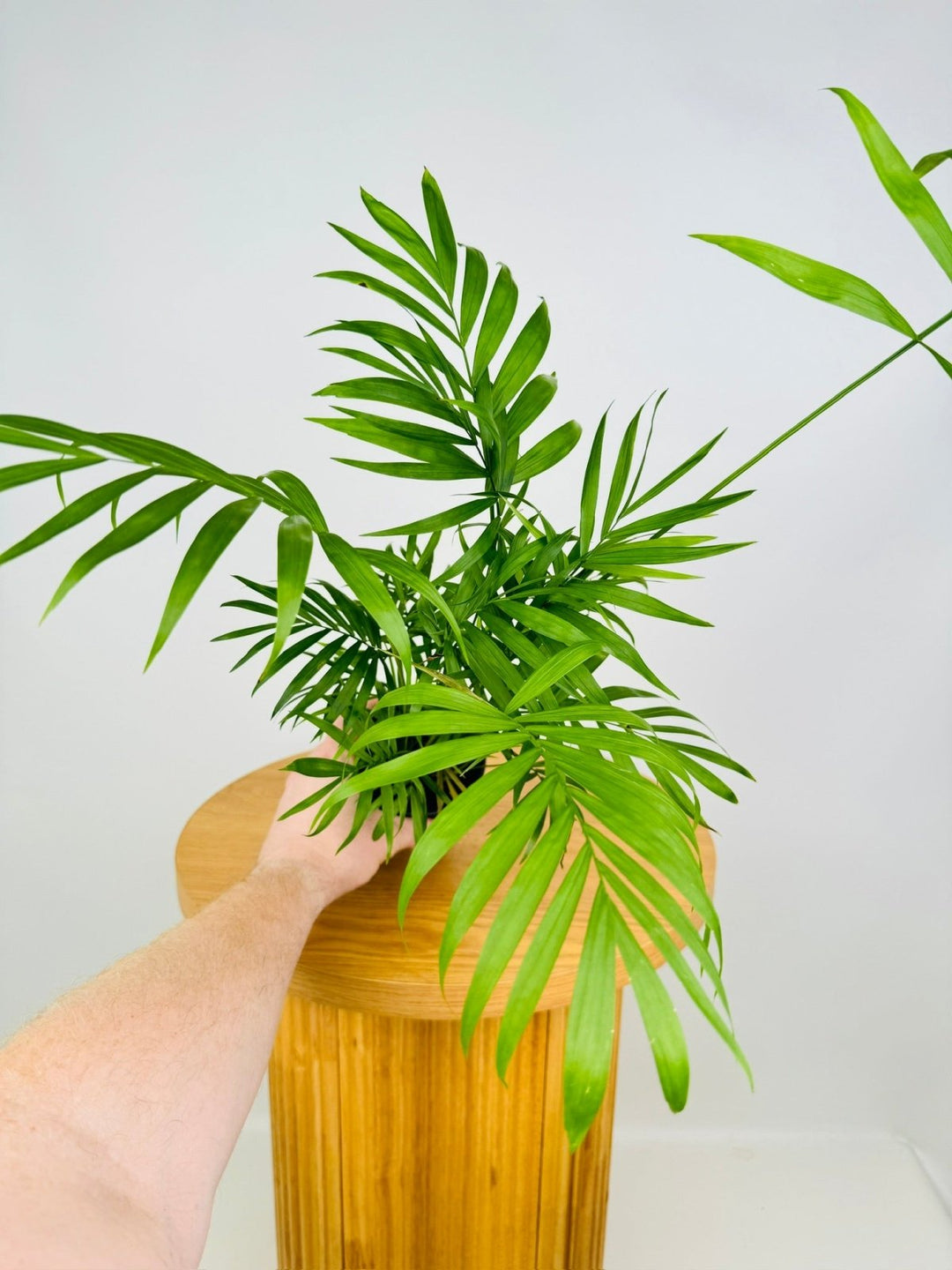 Chamaedorea Elegans - Parlour Palm | Uprooted