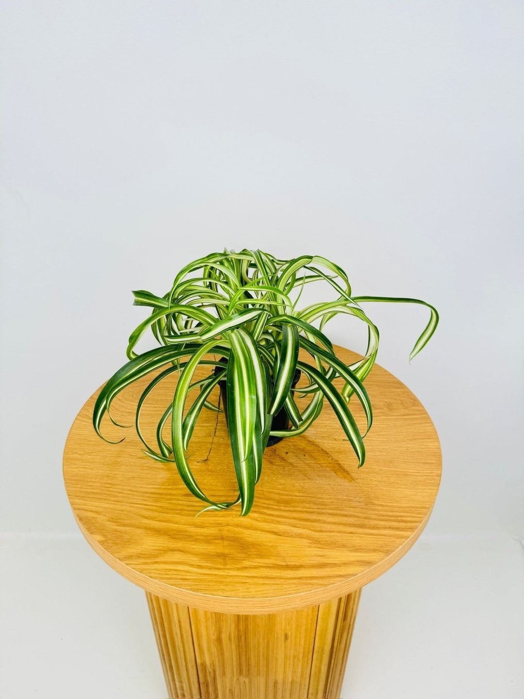 Chlorophytum Comosum - Curly Spider Plant | Uprooted