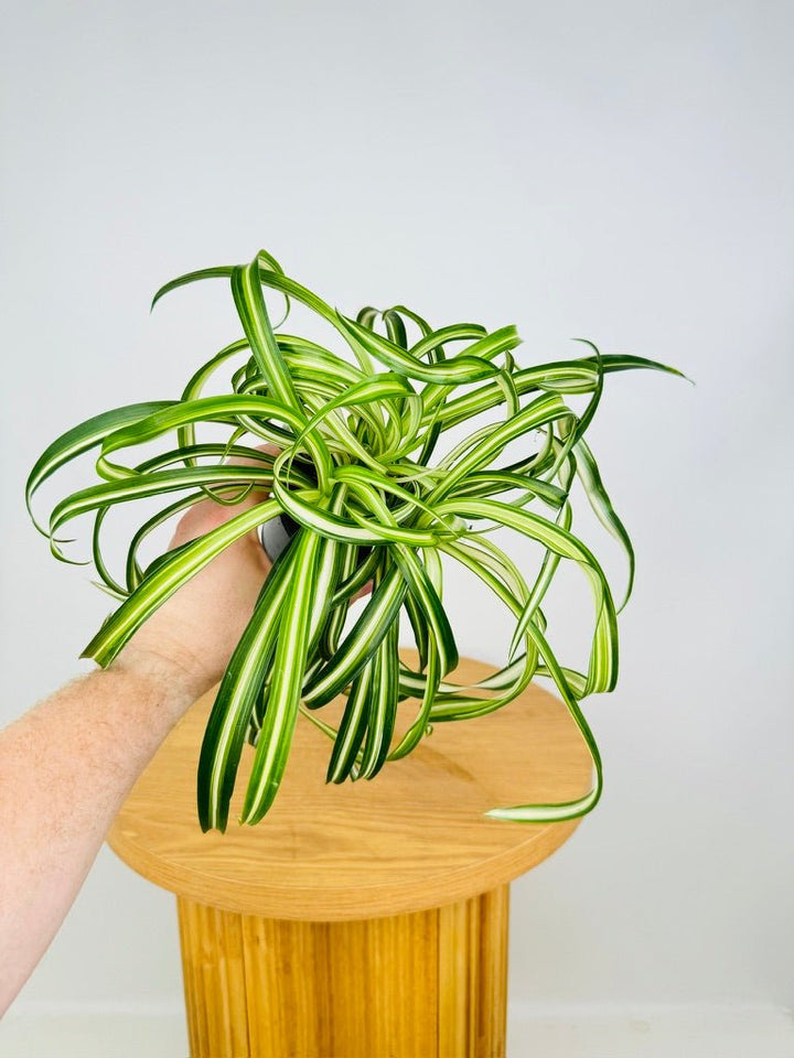 Chlorophytum Comosum - Curly Spider Plant | Uprooted