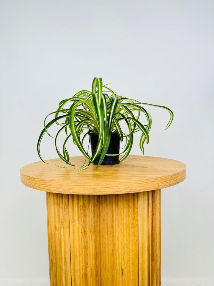 Chlorophytum Comosum - Curly Spider Plant | Uprooted