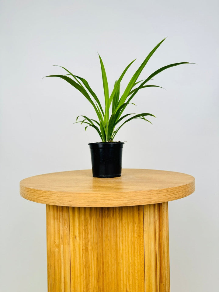 Chlorophytum Comosum - Spider Plant - Green | Uprooted