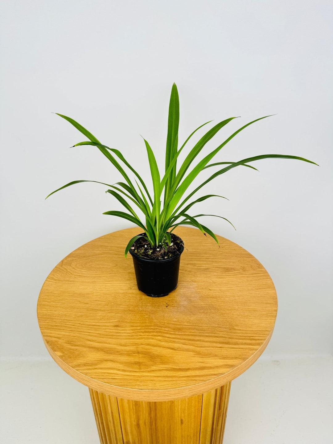 Chlorophytum Comosum - Spider Plant - Green | Uprooted