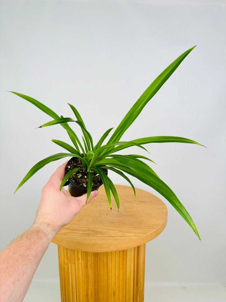 Chlorophytum Comosum - Spider Plant - Green | Uprooted