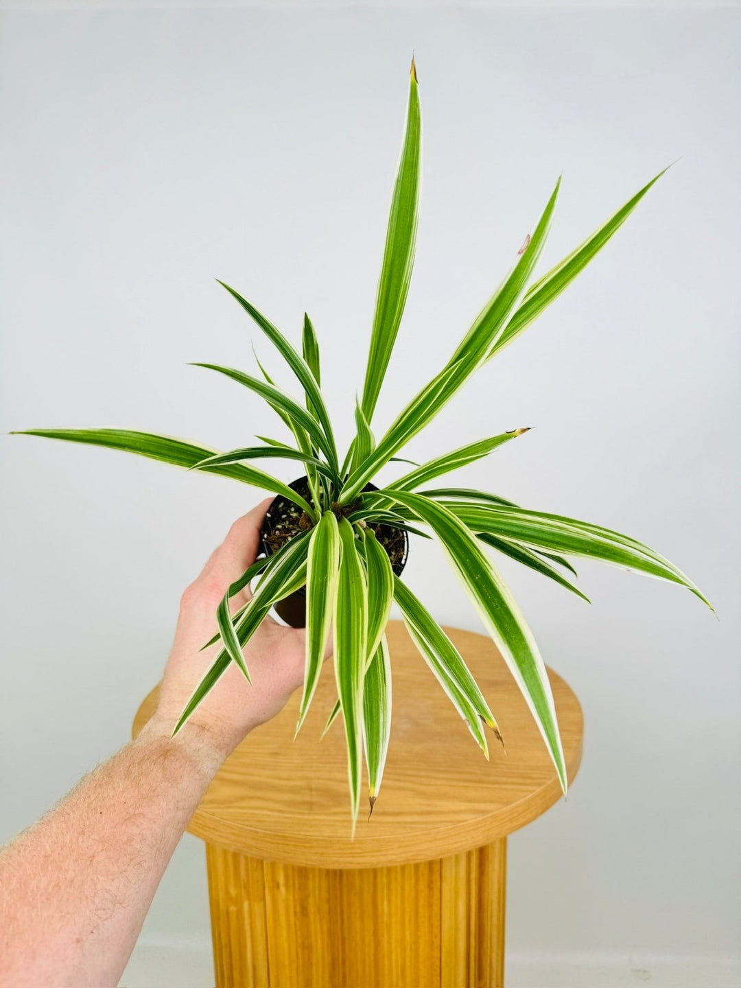 Chlorophytum Comosum Variegatum - Spider Plant - Outside Variegated | Uprooted