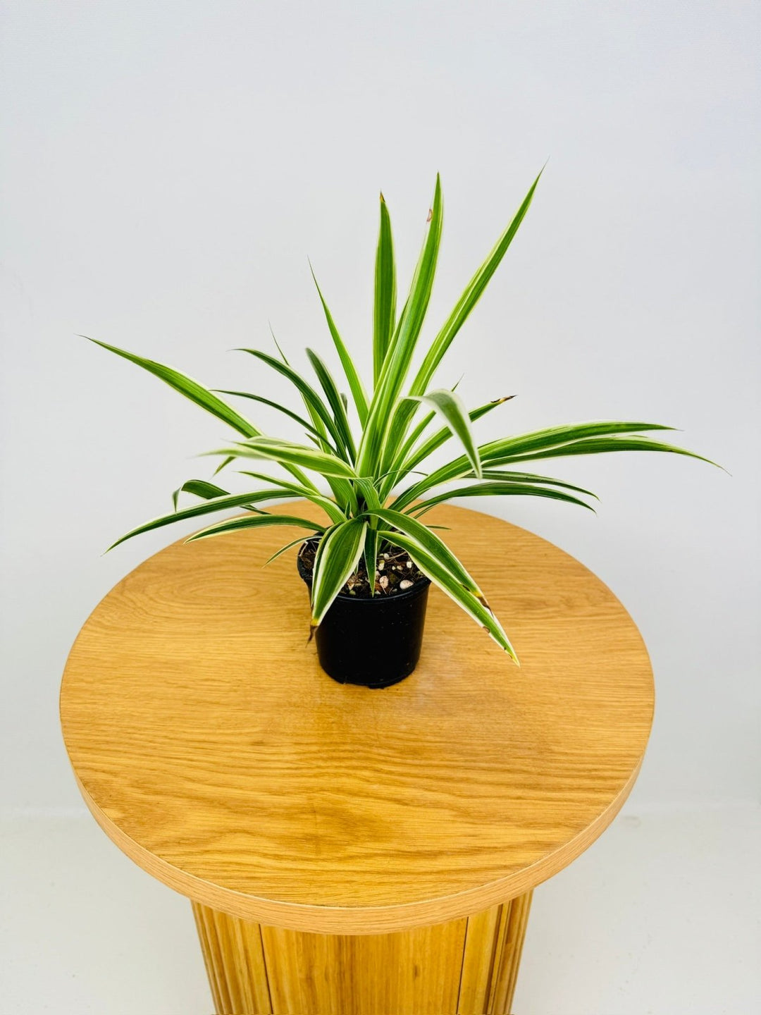 Chlorophytum Comosum Variegatum - Spider Plant - Outside Variegated | Uprooted