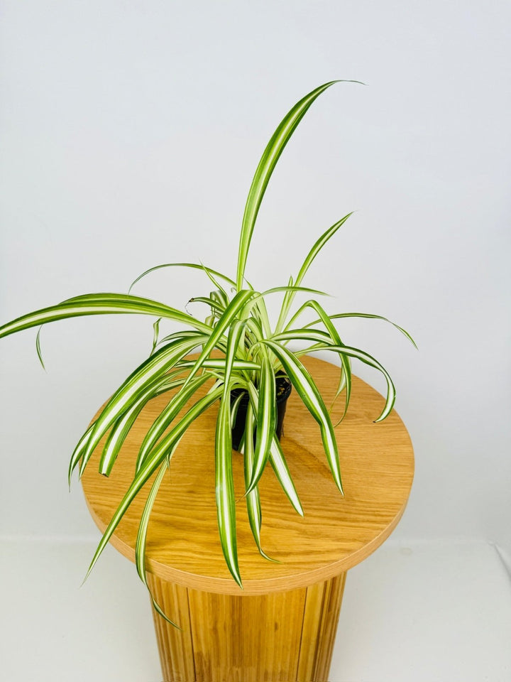 Chlorophytum Comosum Vittatum - Spider Plant - Inside Variegated | Uprooted