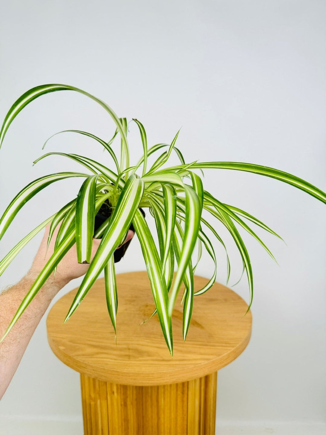 Chlorophytum Comosum Vittatum - Spider Plant - Inside Variegated | Uprooted