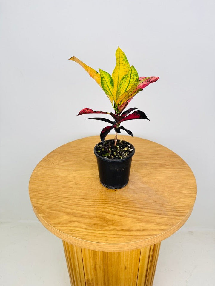 Codiaeum Variegatum [Croton] - Apple Blossom | Uprooted