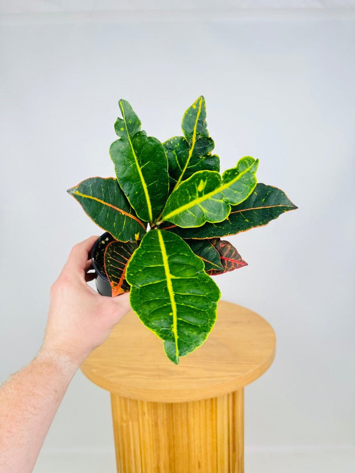 Codiaeum Variegatum [Croton] - Petra | Uprooted