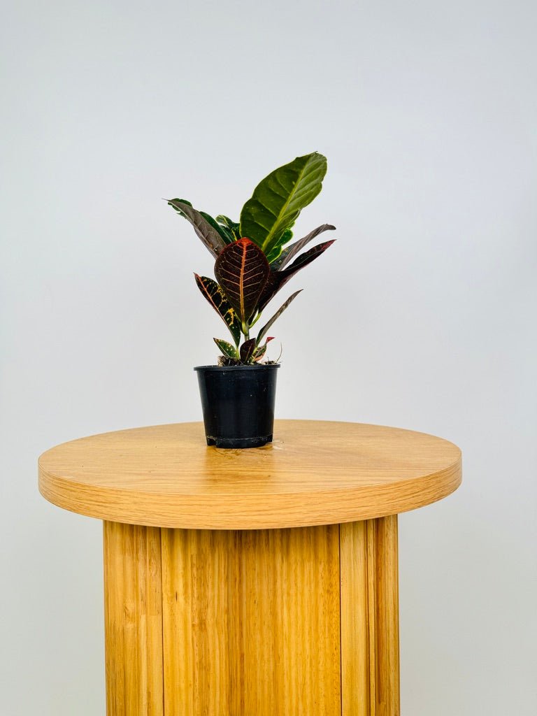 Codiaeum Variegatum [Croton] - Petra | Uprooted