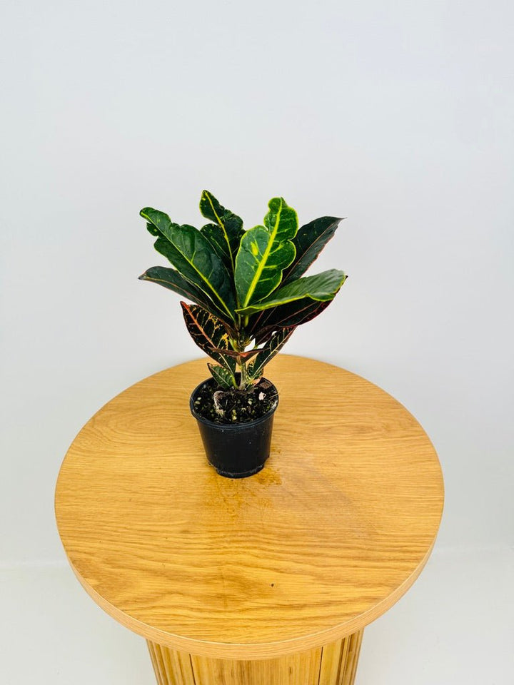 Codiaeum Variegatum [Croton] - Petra | Uprooted