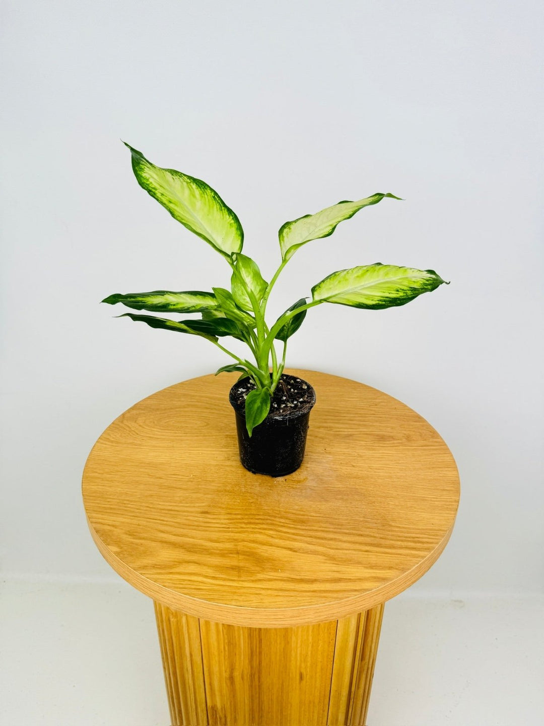 Dieffenbachia Seguine - Camille | Uprooted