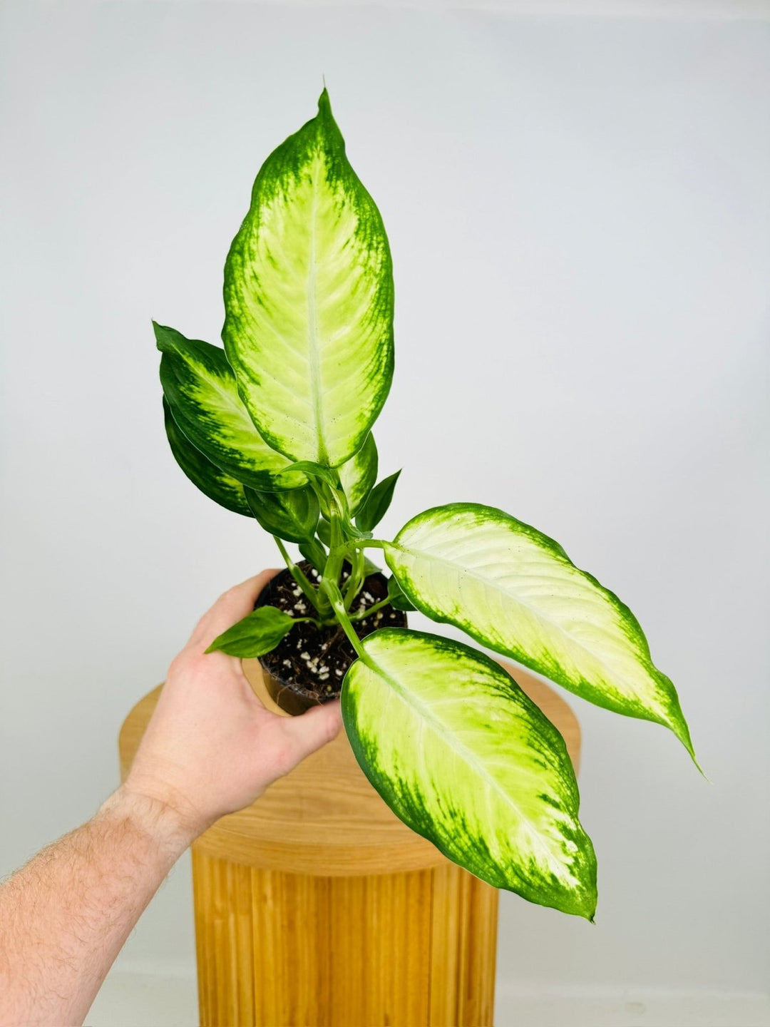 Dieffenbachia Seguine - Camille | Uprooted