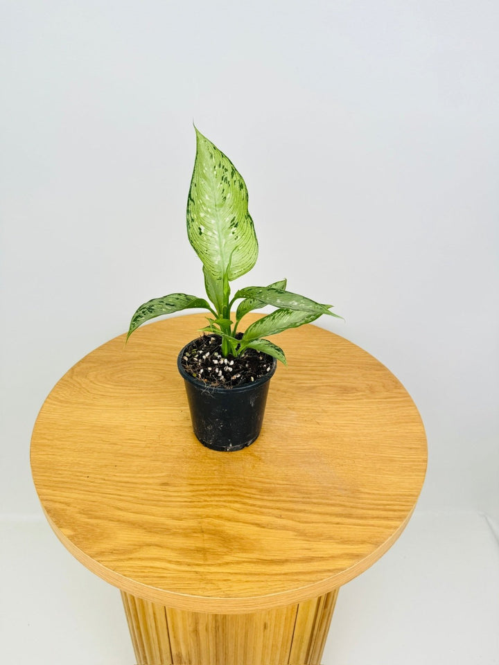 Dieffenbachia Seguine - Memoria Corsii | Uprooted