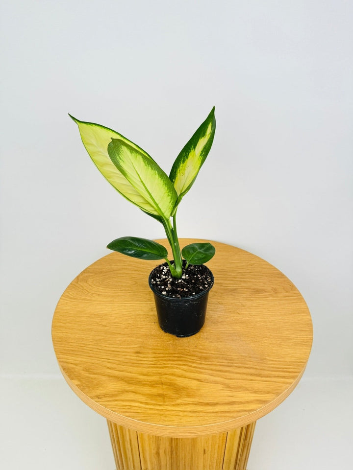 Dieffenbachia Seguine - Tropic Marianne | Uprooted