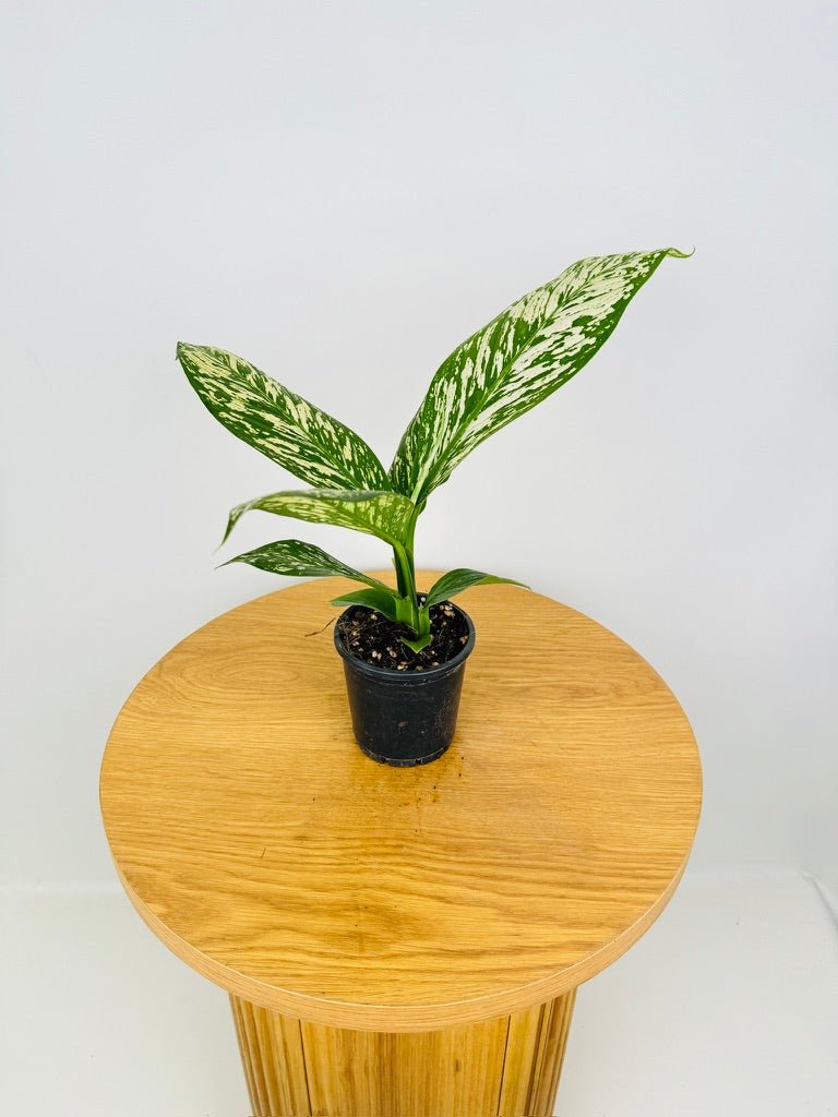 Dieffenbachia Seguine - White Etna | Uprooted