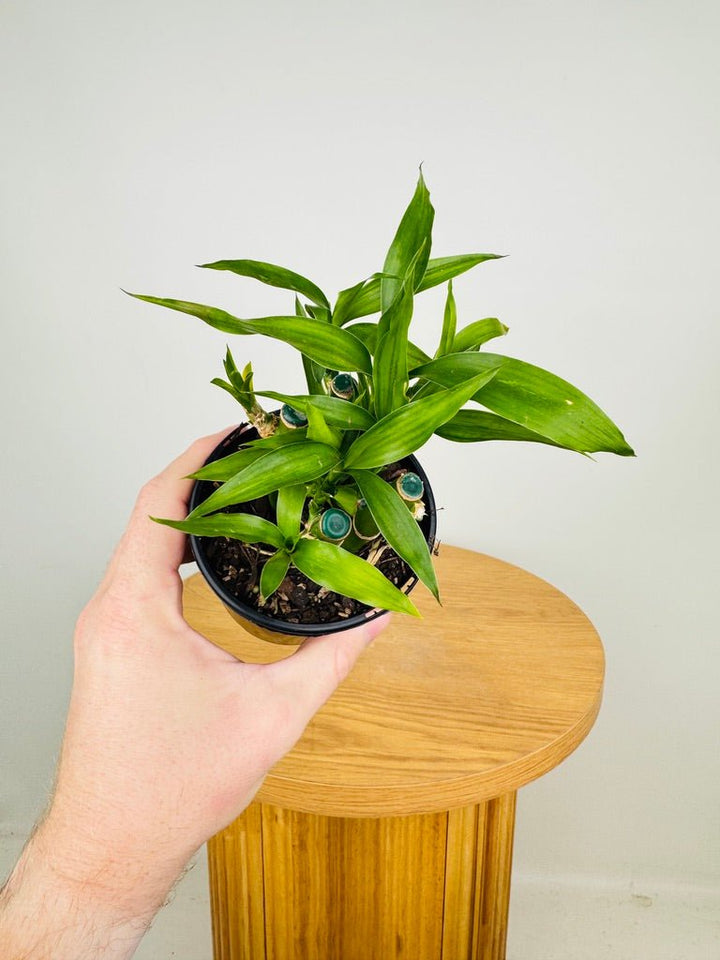 Dracaena Sanderiana - Lucky Bamboo | Uprooted