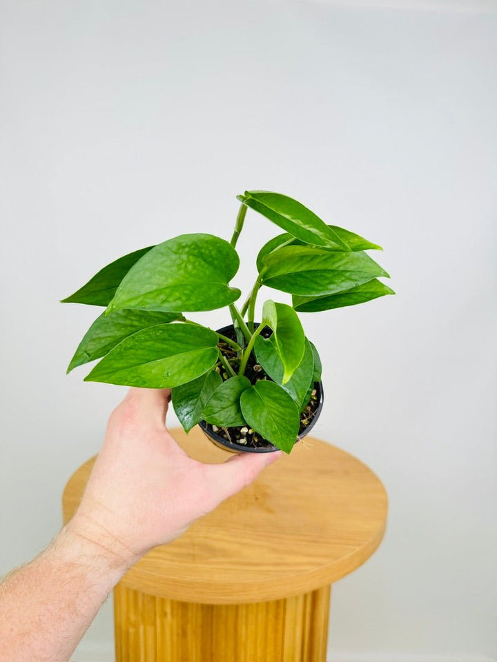 Epipremnum Aureum - Green Dragon | Uprooted