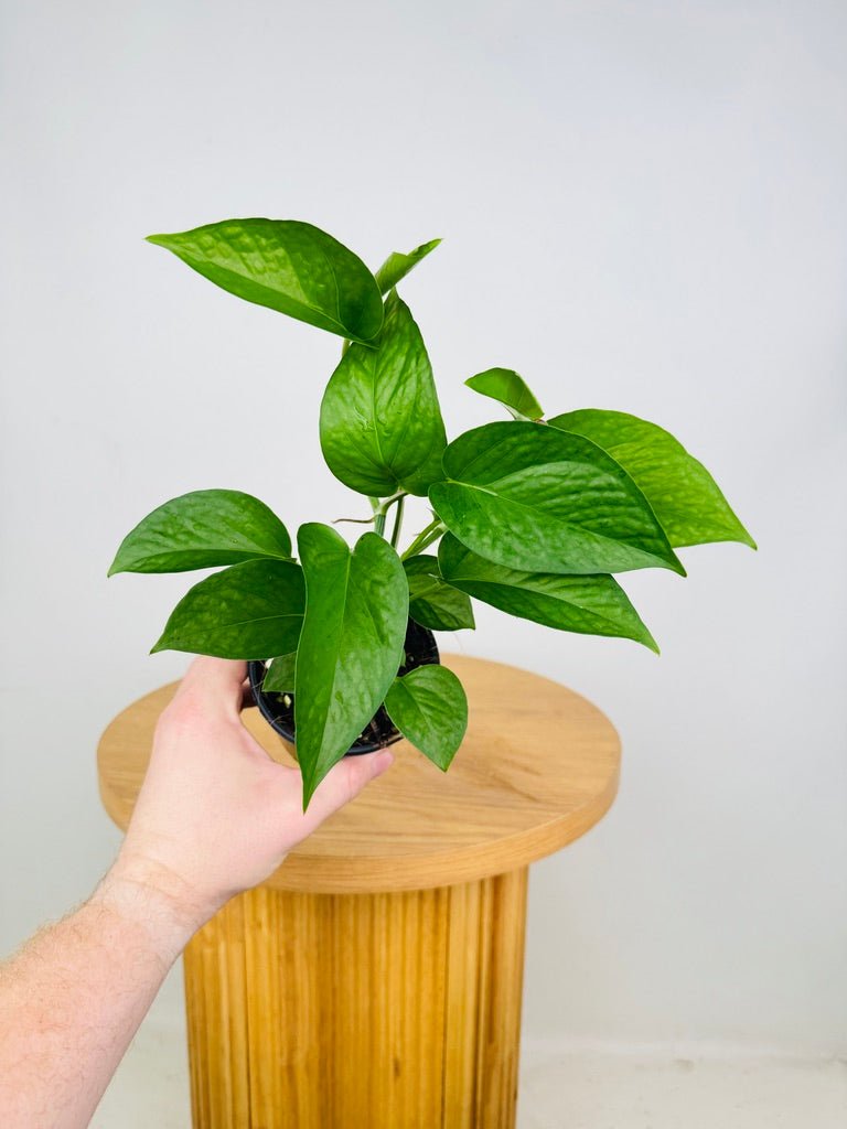 Epipremnum Aureum - Green Dragon | Uprooted