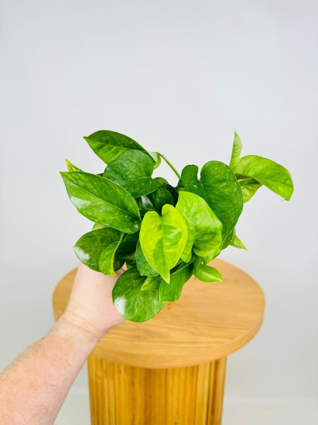 Epipremnum Aureum - Green Queen | Uprooted