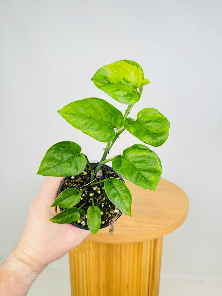 Epipremnum Aureum - Green Queen | Uprooted