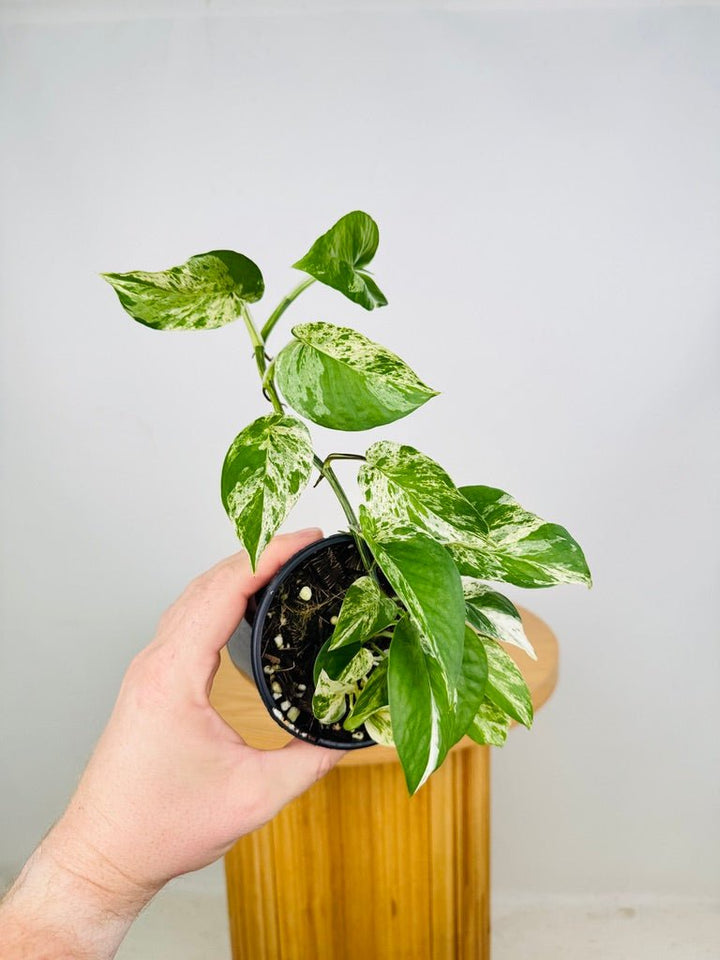 Epipremnum Aureum - Marble Queen | Uprooted