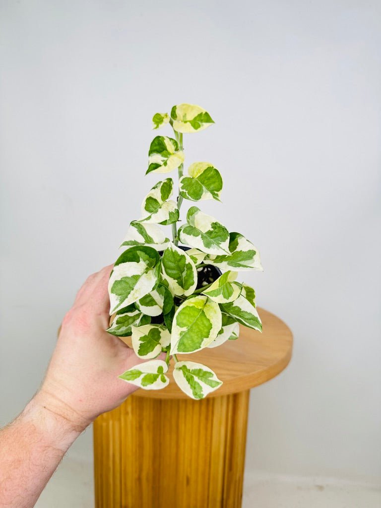 Epipremnum Aureum - Pearls & Jade | Uprooted