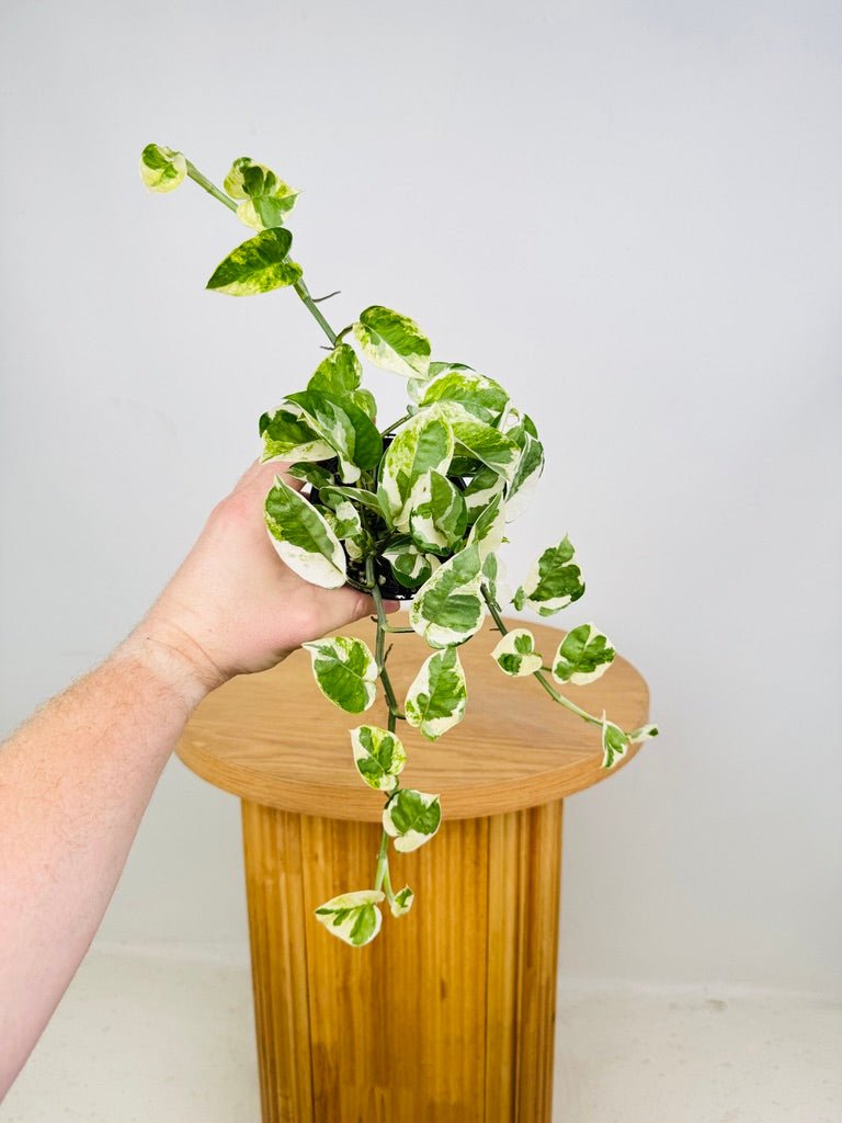 Epipremnum Aureum - Pearls & Jade | Uprooted