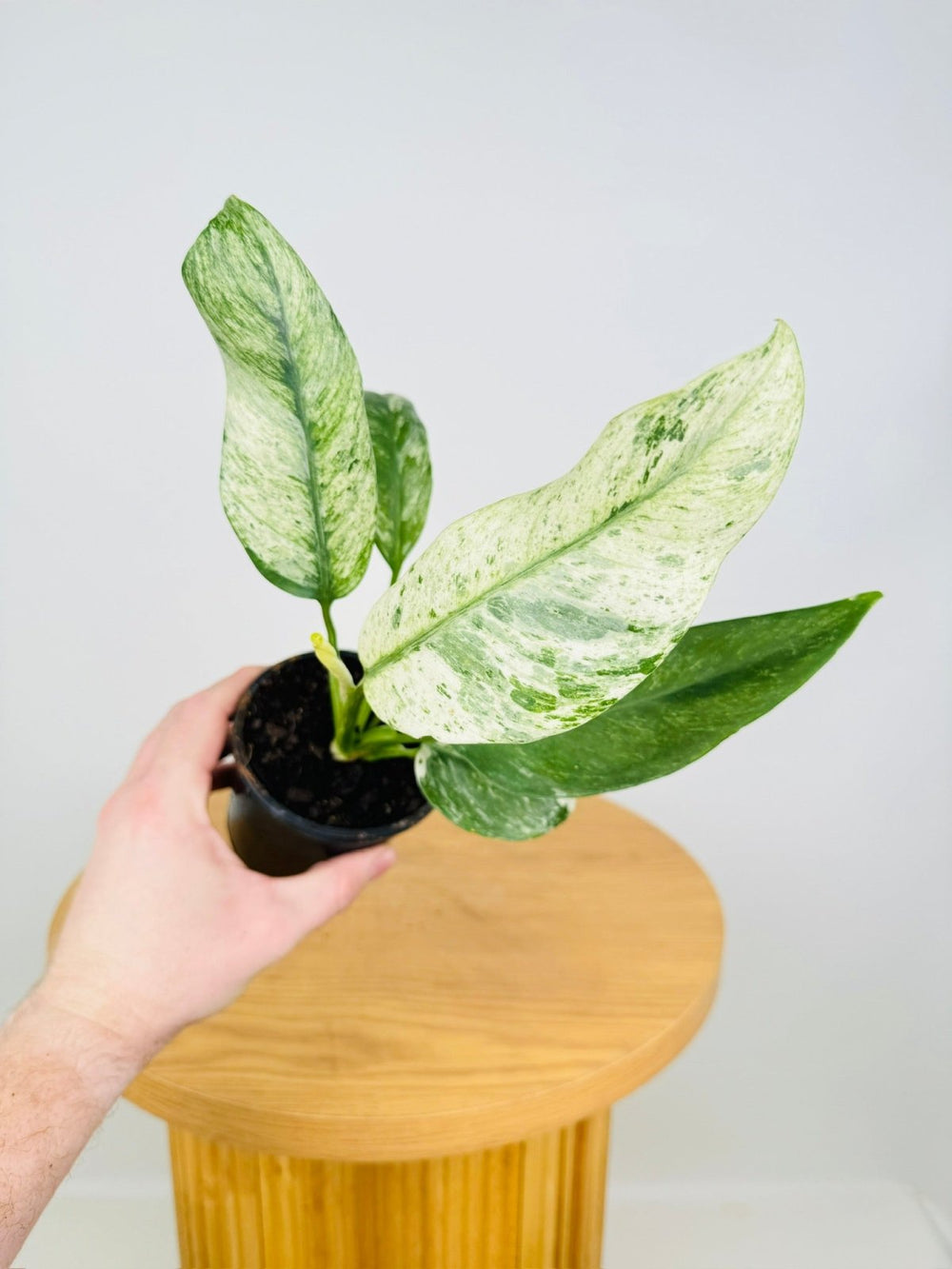 Epipremnum Giganteum Variegata | Uprooted