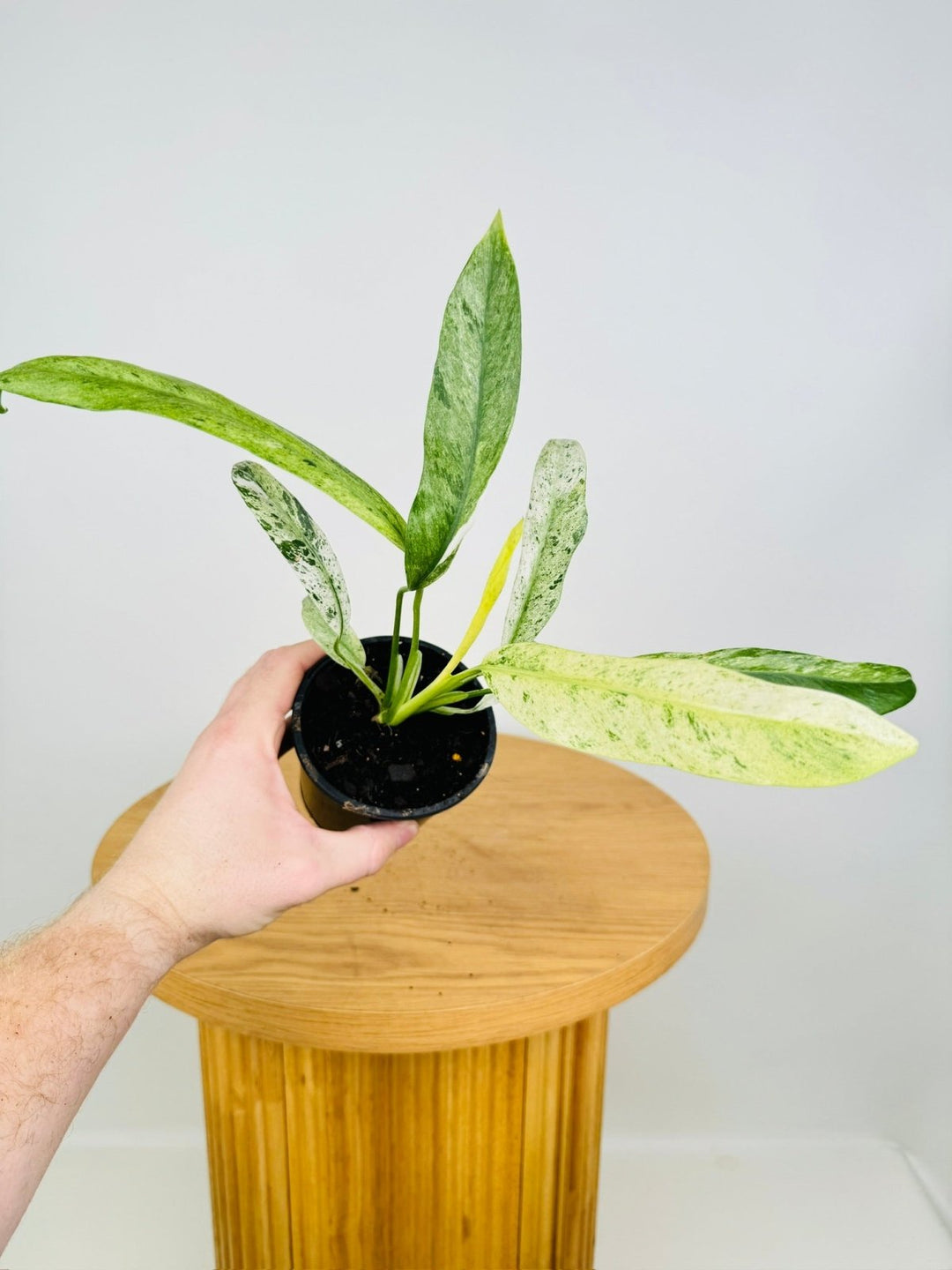 Epipremnum Giganteum Variegata | Uprooted