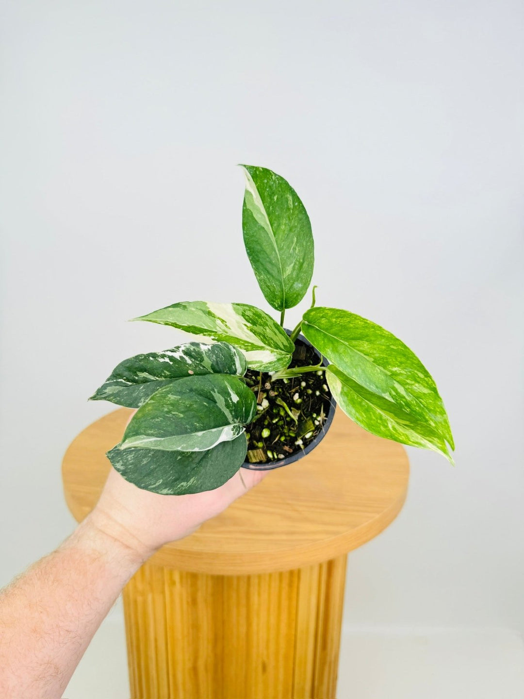 Epipremnum Pinnatum Variegated | Uprooted