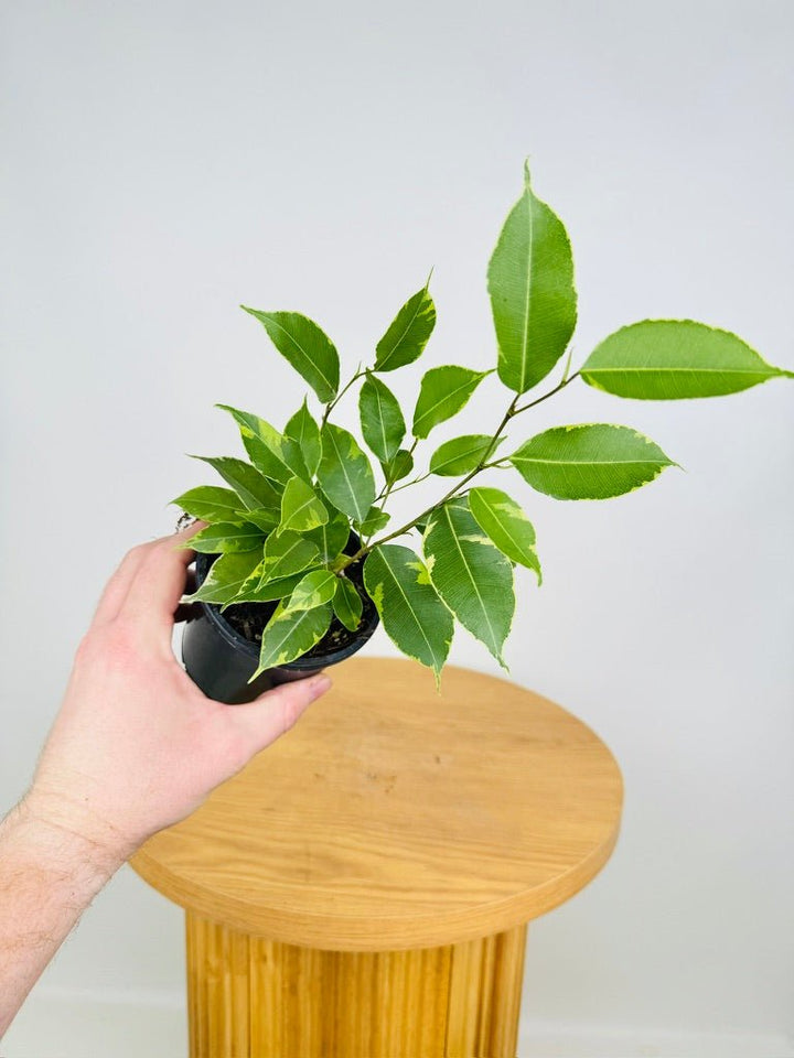 Ficus Benjamina Variegata | Uprooted