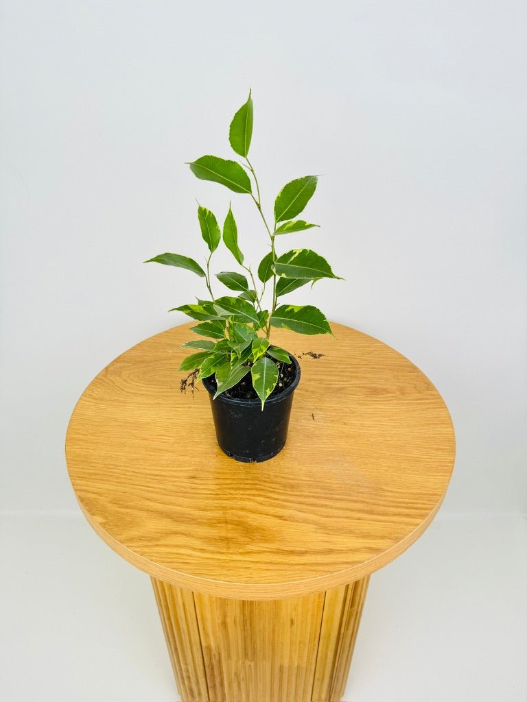 Ficus Benjamina Variegata | Uprooted