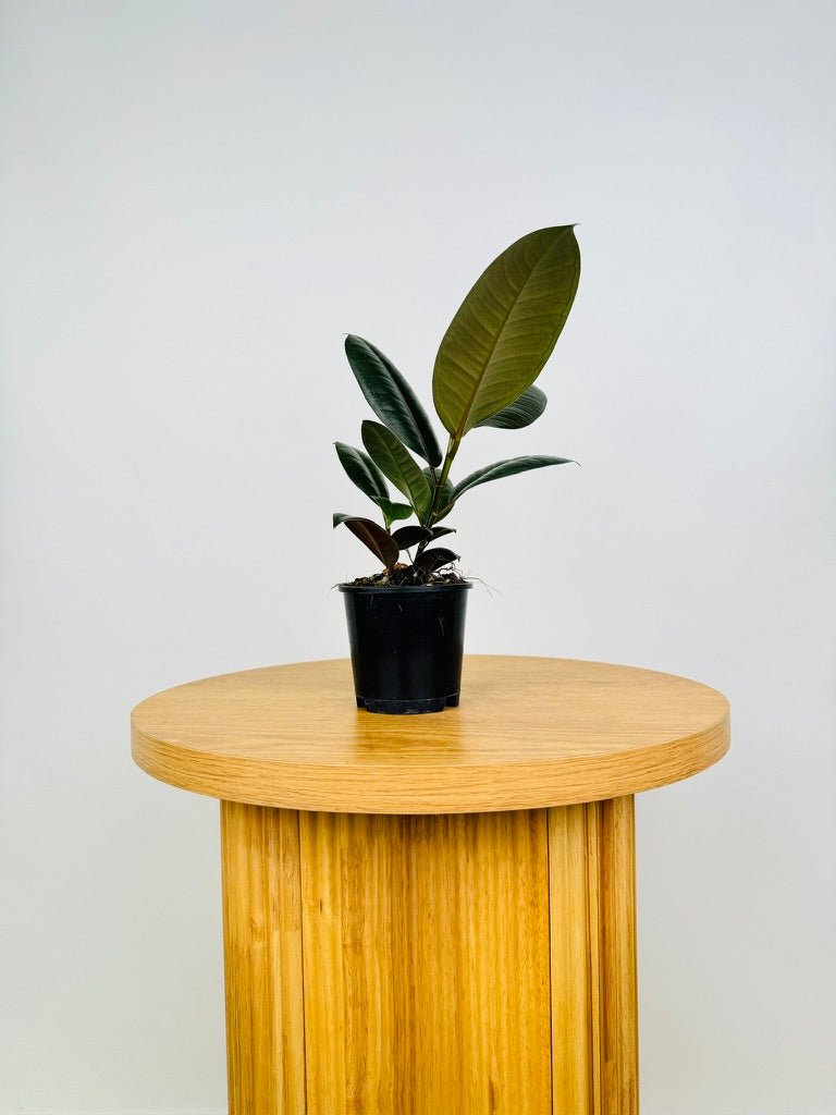 Ficus Elastica Burgundy | Uprooted