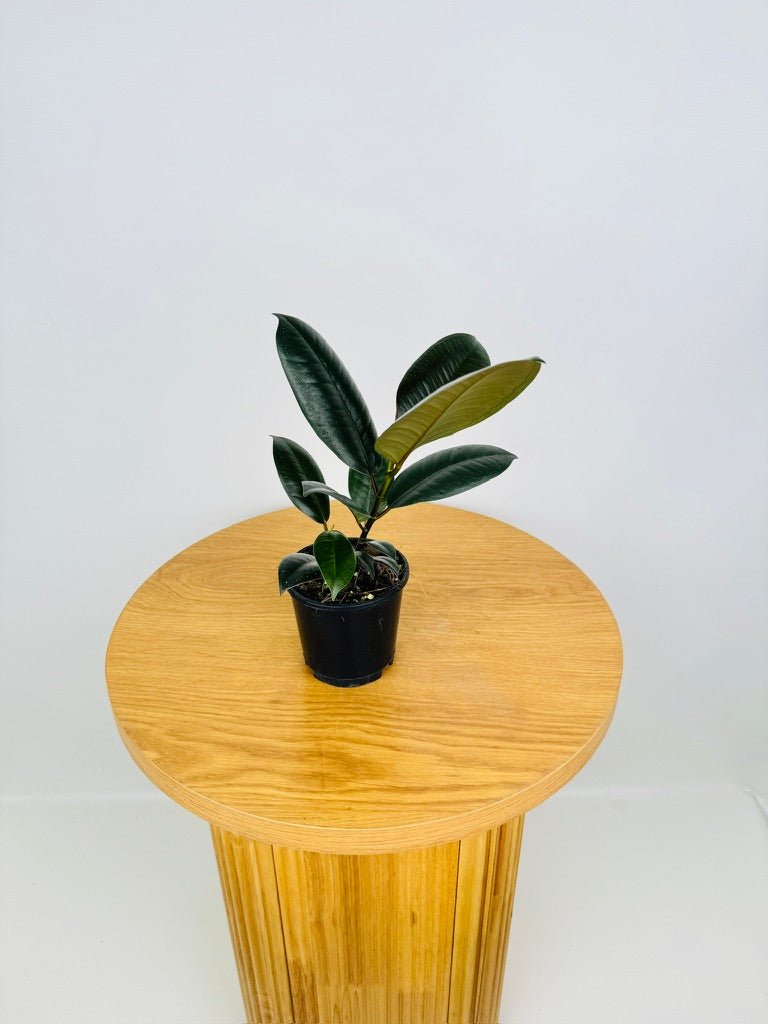 Ficus Elastica Burgundy | Uprooted