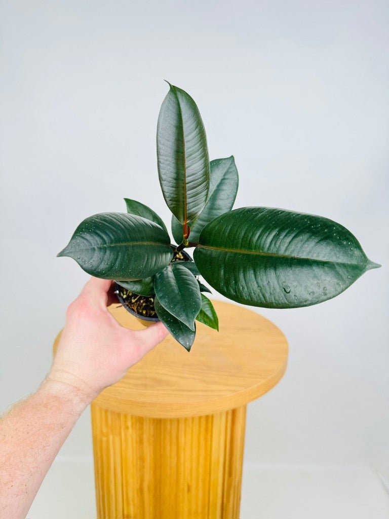 Ficus Elastica Burgundy | Uprooted