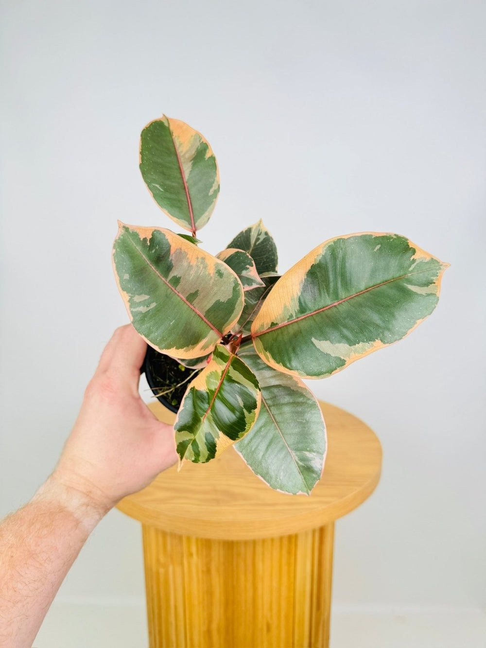 Ficus Elastica - Ruby | Uprooted